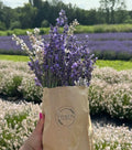 MARKET: July 1st - The Great Canadian Lavender Festival